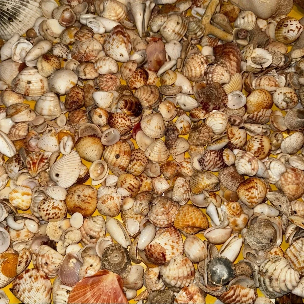 Sea shells from Vieques Puerto Rico Caribbean found on the beach 1/2 pound lb